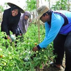Petani Semangka Inul Kantongi Puluhan Juta Rupiah Sekali Panen