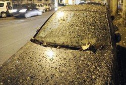 Kotoran Burung Hujani Kota Ini, Awas Berikut Daftar Bahayanya