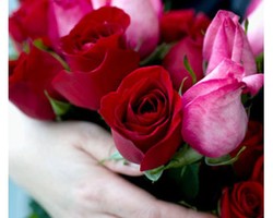 Suka Mawar atau Lily? Bunga Favorit Bisa Tunjukkan Kepribadian Seseorang