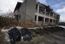 Puluhan Mayat Masih Bergeletakan di Tacloban Pasca Sepekan Topan Haiyan