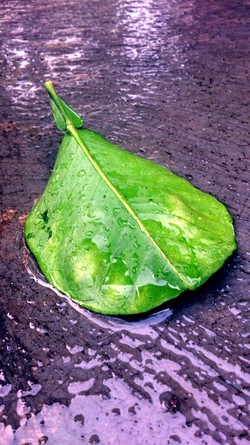 Seonggok daun part 2