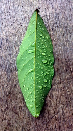 Seonggok daun part 1
