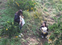 Petik dan Makan Jeruk Sepuasnya di Agrowisata Jepang