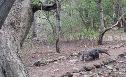 Ini Dia Komodo yang Paling Sering Menggigit Manusia