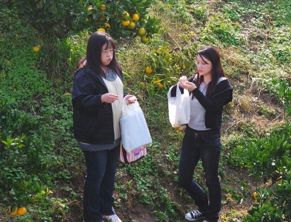 Petik dan Makan Jeruk Sepuasnya di Agrowisata Jepang