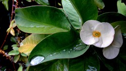 November Rain, Beautifully Flower