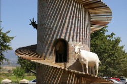 Unik! Menara Pandang Khusus Untuk Kambing di Afrika Selatan