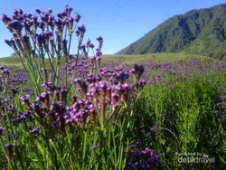 Lavender Cantik di Gunung Para Dewa, Semeru