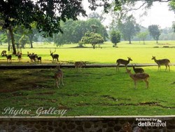 Akhir Pekan Sejuk di Kebun Raya Bogor