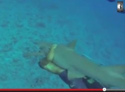 Nekat, Turis Ini Berenang Sambil Memeluk Hiu di Bora-bora