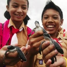 Ratusan Tukik Dilepasliarkan di Pantai Banyuwangi