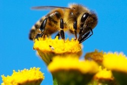 Ilmuwan Ini Melatih Lebah untuk Mendeteksi Kanker dalam 10 Menit