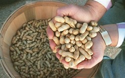 Ngemil Kacang Turunkan Risiko Kematian Karena Kanker dan Penyakit Jantung