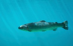 Perusahaan Norwegia Tawarkan Imbalan Untuk Menangkap Salmon