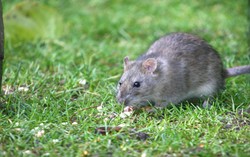 Benarkah Keju dari Susu Tikus Bernutrisi Tinggi dan Enak?