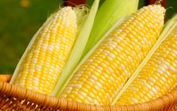 Ternyata Pare, Ubi dan Jagung Berkhasiat Hebat Cegah Kanker (2)