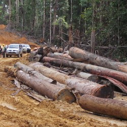 Melihat Lebih Dekat Proses Produksi Kayu Legal