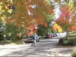 Misteri Daun Berubah Warna Di Balik Indahnya Musim Gugur