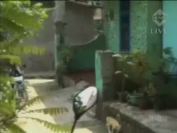 Jakarta Banjir, Ahok Salahkan Daerah Penyangga Depok