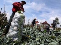 Petani Lembang Panen Brokoli 