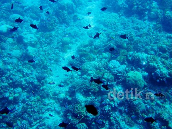 Menikmati Keindahan Bunaken