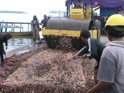 Bea Cukai Musnahkan 104 Ton Bawang Ilegal Asal Malaysia