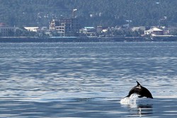 Kesempatan Istimewa, Disambut Lumba-Lumba di Manado
