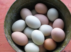 Bagaimana Memilih Telur Ayam Kampung Asli?