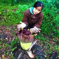 Bunga Bangkai Ditemukan Tumbuh Subur di Area Kuburan