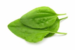 Ilmuwan Asal Purwokerto Temukan Antikanker dari Daun Sendok