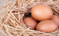 Benarkah Telur Berkolesterol Tinggi dan Penyebab Penyakit Jantung?