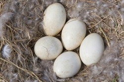 Telur Ayam dan Telur Bebek, Mana yang Lebih Bernutrisi?