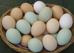 Telur, si Bulat Lonjong yang Bergelar Daging