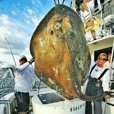 Pria AS Tangkap Monster Laut Seberat 362 Kg