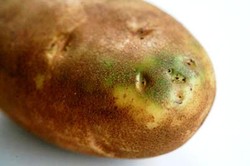 Benarkah Bagian Kentang yang Berwarna Kehijauan Tak Boleh Dimakan?