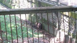 Bagaimana Anjing Liar Bisa Masuk Ragunan Hingga Gigit Kanguru?