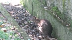 Bunuh 14 Kanguru Walabi Ragunan, 3 Anjing Liar Ditangkap