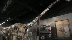 Fantastis! Fosil Raksasa Ini Terjual Rp 9 Miliar