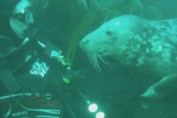 Kejadian Langka! ABG Ini Dipeluk Anjing Laut Saat Menyelam