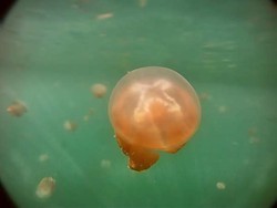 Hati-hati, 7 Hewan Laut Ini Berbahaya