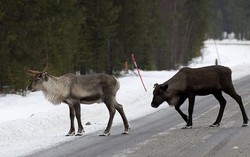 FAO: Susu Rusa dan Susu Keledai Dapat Dikonsumsi untuk Kebutuhan Nutrisi Dunia
