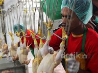 Melihat Proses Pemotongan Ayam di RPU Petukangan