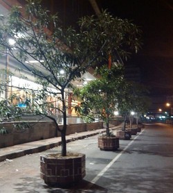 Besok, Jalan Kepatihan akan Semakin Hijau