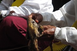 Meramal Peruntungan Tahun Depan dari Perut Ayam di Wae Rebo