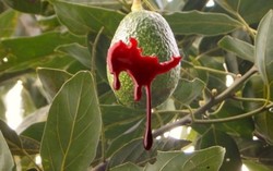 Kebun Alpukat Meksiko Dikuasai Mafia Narkoba