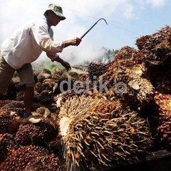 Pemerintah Tak Terima Sawit RI Dihadang Eropa