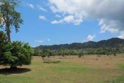 Inilah Afrika & Amazon ala Banyuwangi
