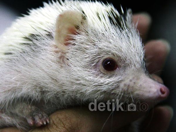 Pameran Hewan Langka