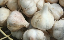 Bawang Putih Bantu Hilangkan Bakteri Berbahaya dalam Susu Formula Bayi