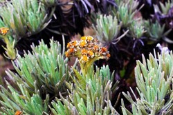 Tidur di Tengah Hamparan Edelweis Surya Kencana